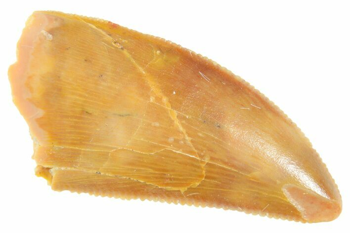 Serrated Raptor Tooth - Real Dinosaur Tooth #364736